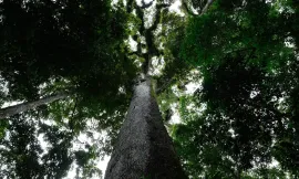 Imagem da notícia CNM alerta: nova Lei Geral do Licenciamento Ambiental exige adequações imediatas dos Municípios